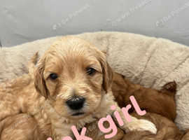 Beautiful fb1 goldendoodles