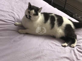 Missing Cat white and grey/black LOLA from the Borehamwood area