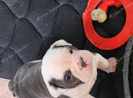 Old tyne british bulldog