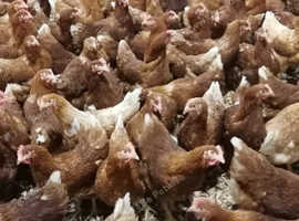 Pol chickens 18 weeks old