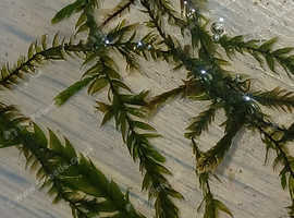Willow moss aquatic plant