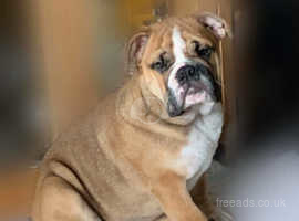 Last male and female gorgeous English bulldogs puppies for sale