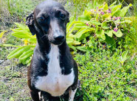 Italian Greyhound Male