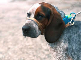 Basset cross spaniel tri coloured