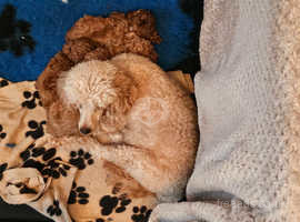 *Red toy poodle puppies,adorable! *