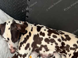 Ginger dalmatian puppies for sales sale