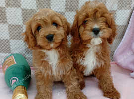 stunning female toy cavapoos