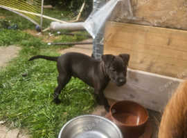 Patterdale terrier pups