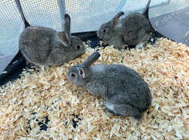 Chinchilla giganta