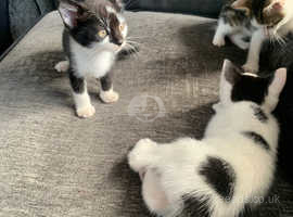 READY NOW Only 3 left to reserve x5 beautiful kittens for sale
