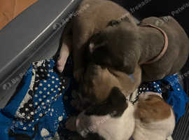 Stunning litter of american bulldog puppies