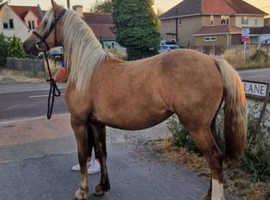14hh 5 year old palomino mare