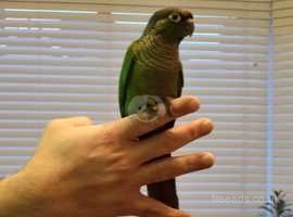 Hand Reared Tamed Baby Maroon Bellied Conure