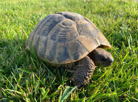 HERMANN'S ADULT  Tortoise FEMALE  last one Left