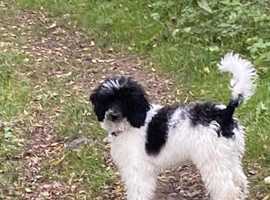 Lovely boy Snoodles