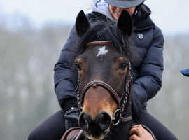 *QUALITY* Connemara Gelding - Showjumper, Hunter, Pony Club, Hacker
