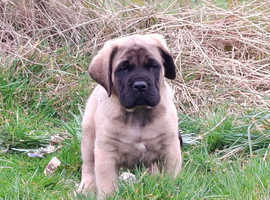 KC registered English Mastiffs ,last boy