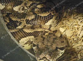 Dumeril Boa Female (BF)