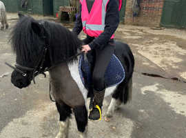 Stunning Shetland pony