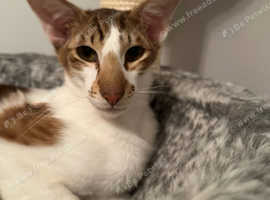 2 lovely cats for sale