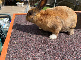 Beautiful rabbit