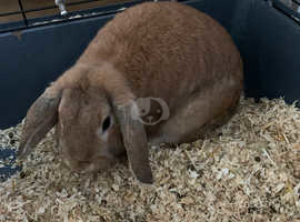 Female rabbit with cage