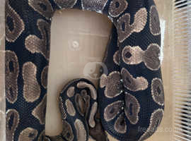 Male calico royal python open to offers