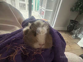 2 Female Guinee pigs for sale