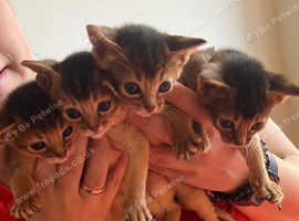 Tica Abyssinian Kittens