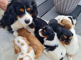 Cavapoo Puppies