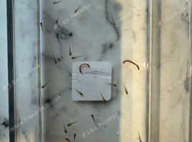 Axolotl hatchlings check out the deals