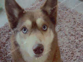 Beautiful husky for sale!