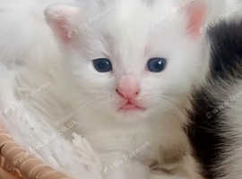 Five fluffy kittens