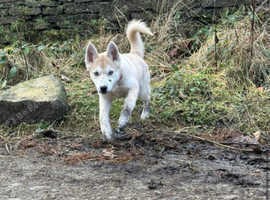 Female husky