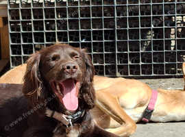 Spaniel looking for a good home