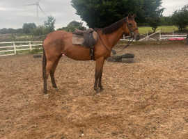 16.1hh allrounder mare 9 yr old