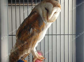 Barn owl's for sale