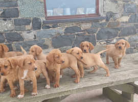 Goldendoodles