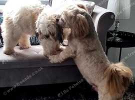 2 female Lhasa Apso puppies for sale