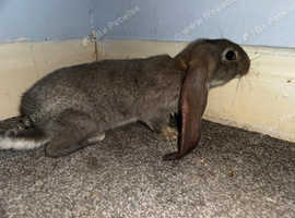 English lop mix breed