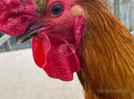 2 year old rooster