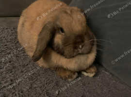 Mini lop pure Quality
