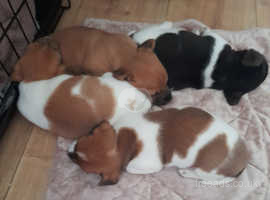 Three high quality Jack Russell Pups for sale
