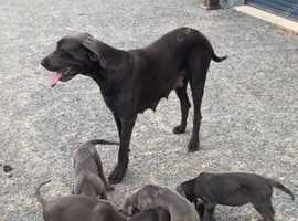 Blue Pedigree Great Dane Puppies
