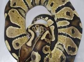 For sale a fire possible het pied male royal python