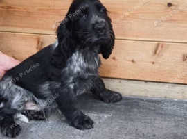 Blue roan cocker spaniel store puppies for sale near me