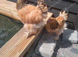 2 beautiful bramha hens