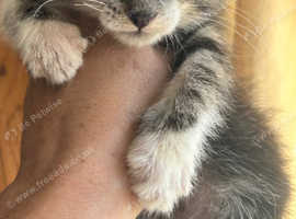 RAGDOLL MIX MALE KITTEN READY NOW