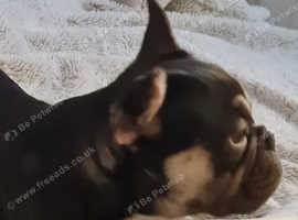 Female frenchie