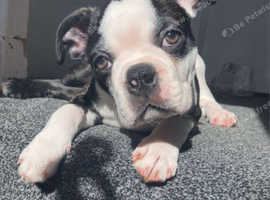 1 gorgeous 15 week old boy left